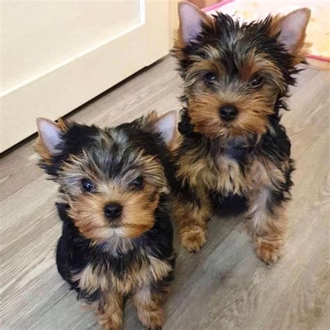 yorkshire terrier puppies texas|yorkie dogs for sale near pearland tx.